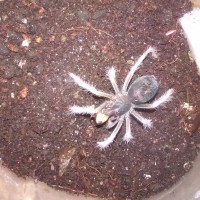 Xenesthis sp  White