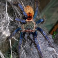 Chromatopelma cyaneopubescens (Greenbottle blue)