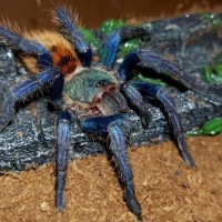 Chromatopelma cyaneopubescens (Greenbottle blue)