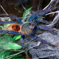 Chromatopelma cyaneopubescens (Greenbottle blue)