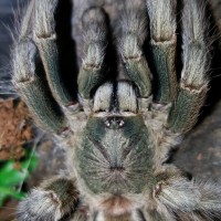 Psalmopoeus cambridgei (Trinidad Chevron)