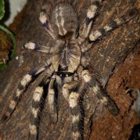 Poecilotheria formosa (Salem Ornamental)