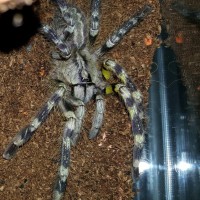 Poecilotheria fasciata (Sri Lankan Ornamental)