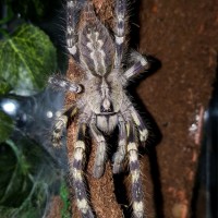 Poecilotheria fasciata (Sri Lankan Ornamental)