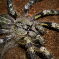 Poecilotheria fasciata (Sri Lankan Ornamental)