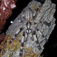 Poecilotheria miranda (Bengal Ornamental)