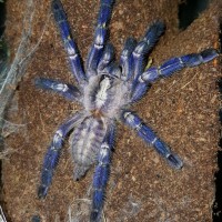 Poecilotheria metallica (Gooty Sapphire Ornamental)