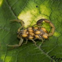 Centruroides robertoi (Armas, 1976)