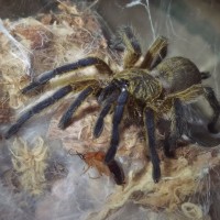 Harpactira pulchripes