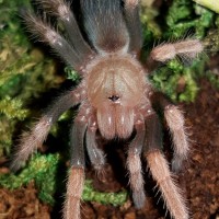 0.1 Brachypelma boehmei (Mexican Fireleg) ~1.5"