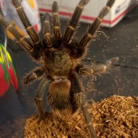 Homoeomma sp blue female