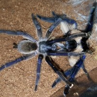 Monocentropus balfouri (Socotra Island Blue Baboon) breeding with female #1