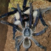 Monocentropus balfouri (Socotra Island Blue Baboon) breeding with female #2