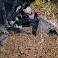 Monocentropus balfouri (Socotra Island Blue Baboon) breeding with female #2