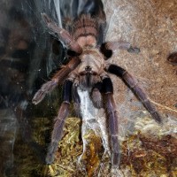 Chilobrachys fimbriatus (Indian Violet)