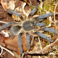 Mature female Harpactira pulchripes