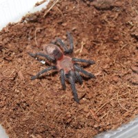 Trixopelma Lagunas