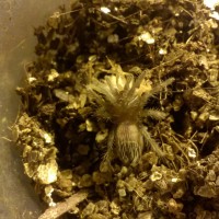 Brachypelma Vagans