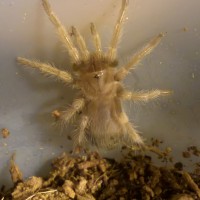 Brachypelma Smithi