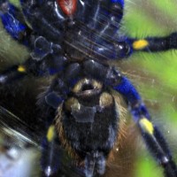 Poecilotheria Metallica