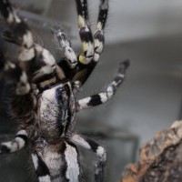 Poecilotheria regalis