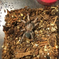 Brachypelma Smithi