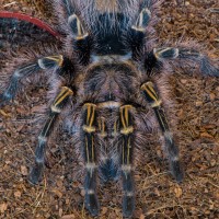 Grammostola Pulchripes