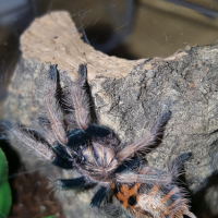 GBB