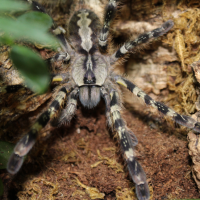 P.Regalis