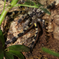 P.Regalis