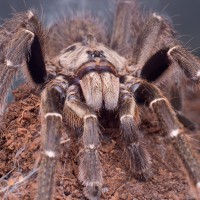 Ceratogyrus darlingi