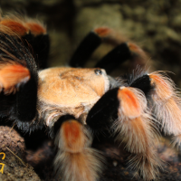 Brachypelma  Boehmei