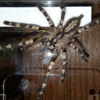 Poecilotheria fasciata (Sri Lankan Ornamental)