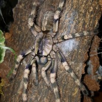 Poecilotheria formosa (Salem Ornamental)