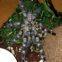 Poecilotheria tigrinawesseli (Tiger Ornamental)