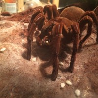 t. Stirmi big lunch