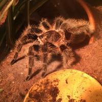 b. Albopilosum