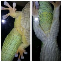 This is both day geckos side by side