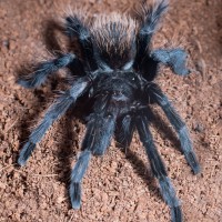 Brachypelma verdezi