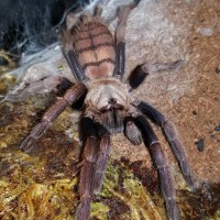 Chilobrachys fimbriatus (Indian Violet)