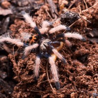 Chromatopelma cyaneopubescens