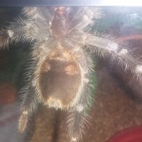 g. pulchripes