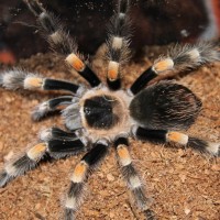 B Smithi