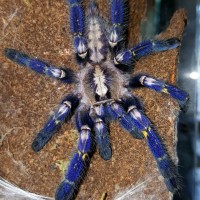 Poecilotheria metallica (Gooty Sapphire Ornamental)