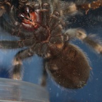 B. Smithi sex?