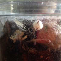 Kukulcania hibernalis guarding her eggsac