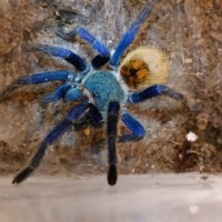 Chromatopelma cyaneopubescens