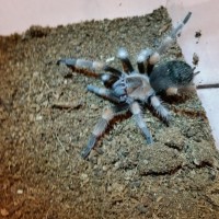 Brachypelma Smithi