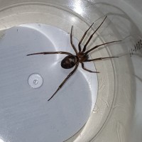 Unknown spider