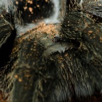 Grammostola pulchra